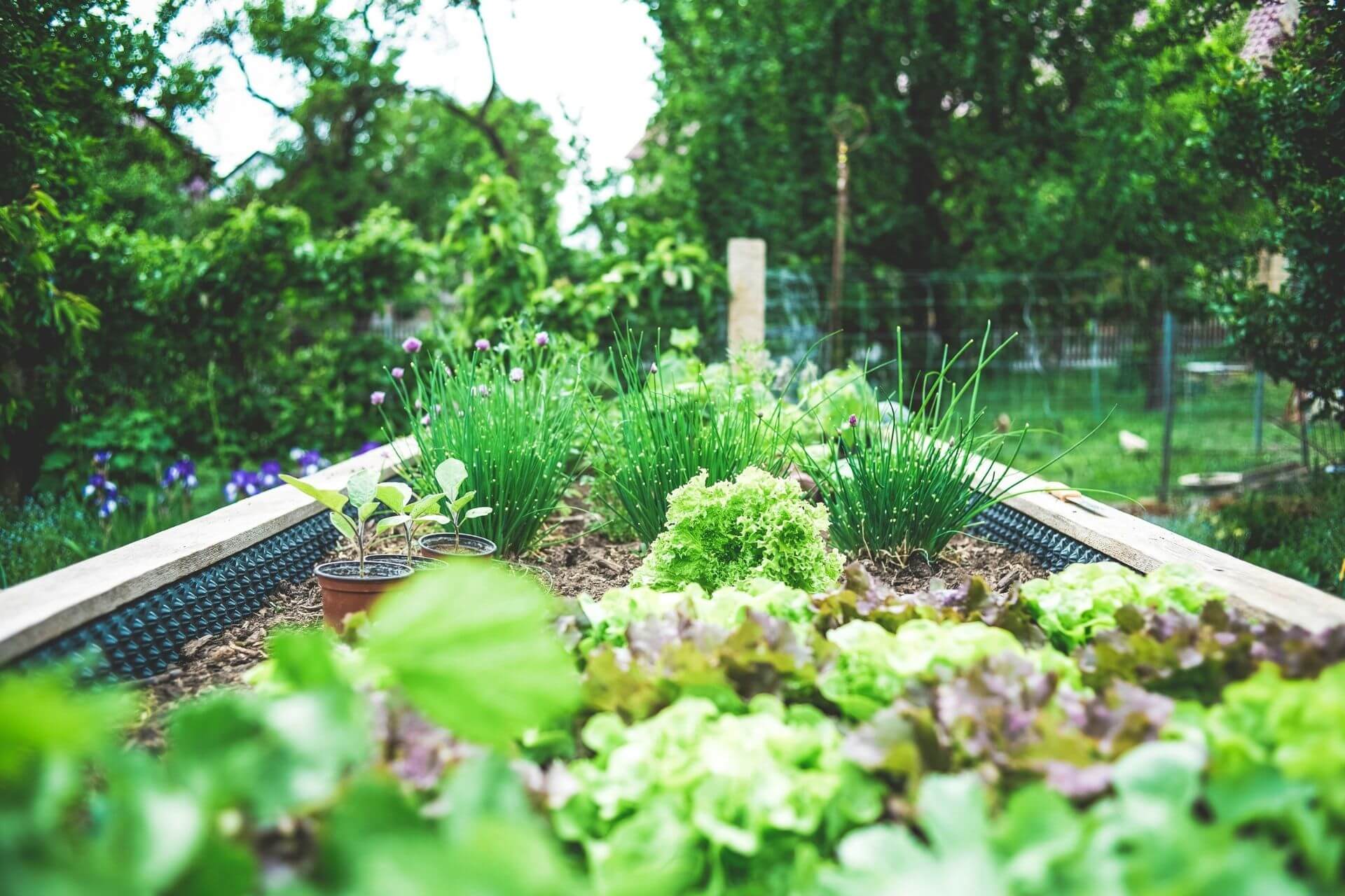 Planting Seeds — Gardening Trends Reshaping Consumer Preferences