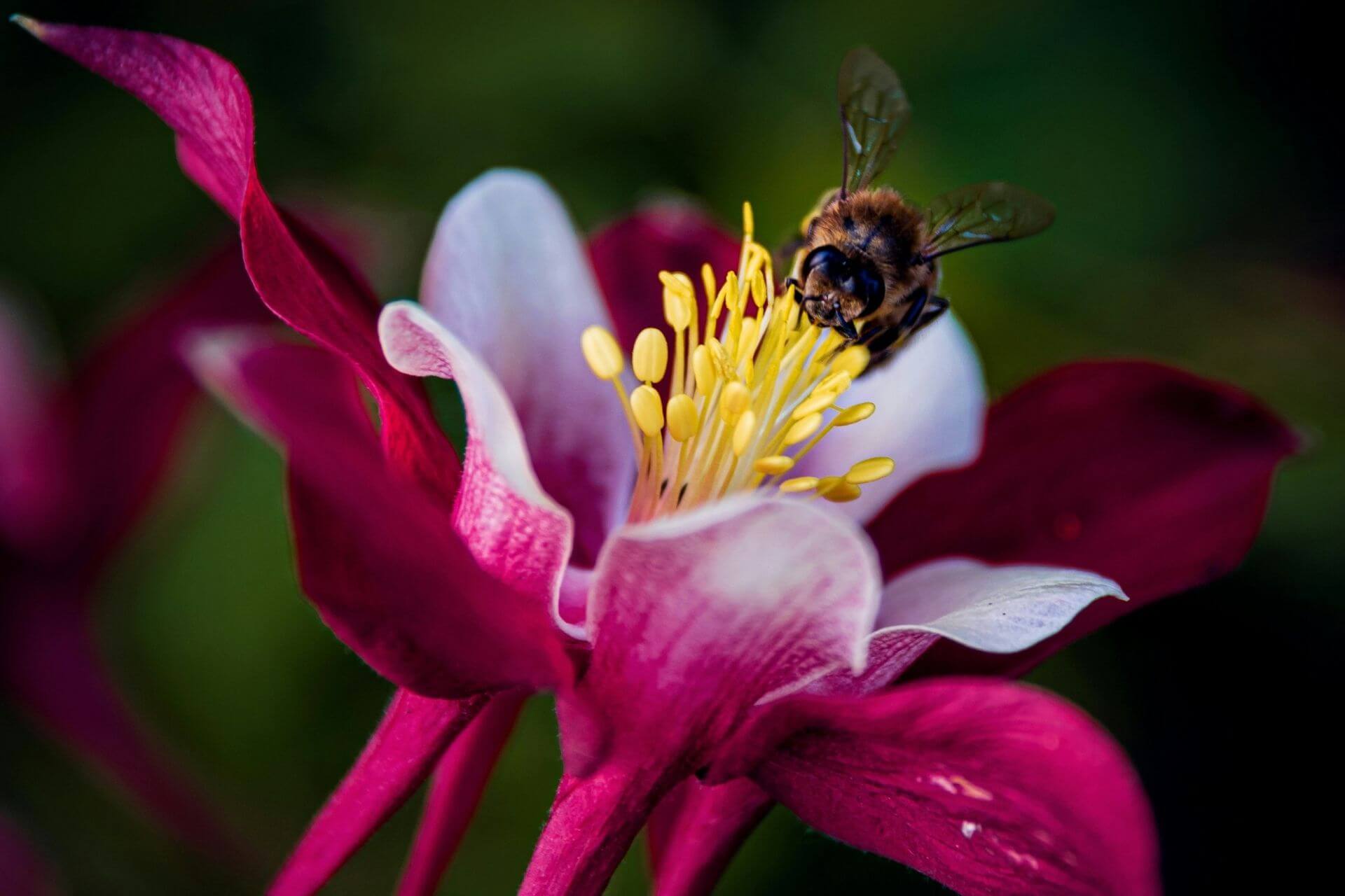 Inside the Federal Bee Lab: The Power of Native Plant Landscaping
