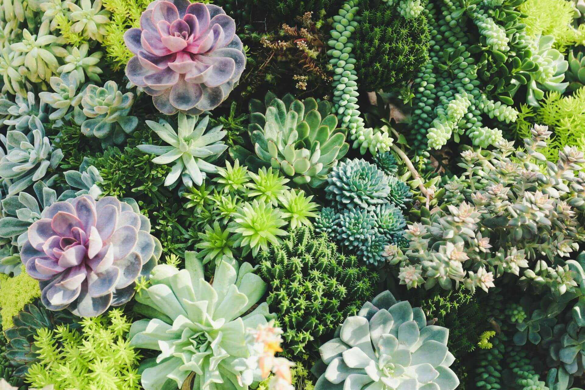 Innovative Vertical Gardening Solutions for Urban Landscapes