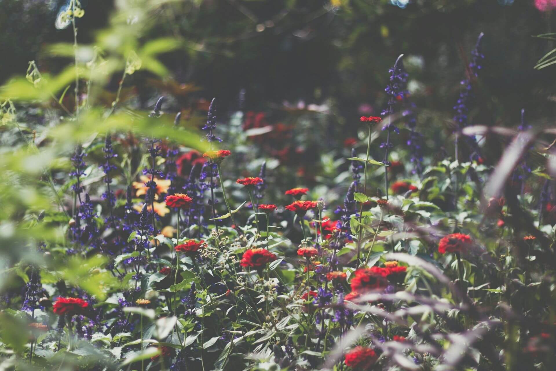 Designing Thriving Wildlife Gardens: Techniques for Professionals