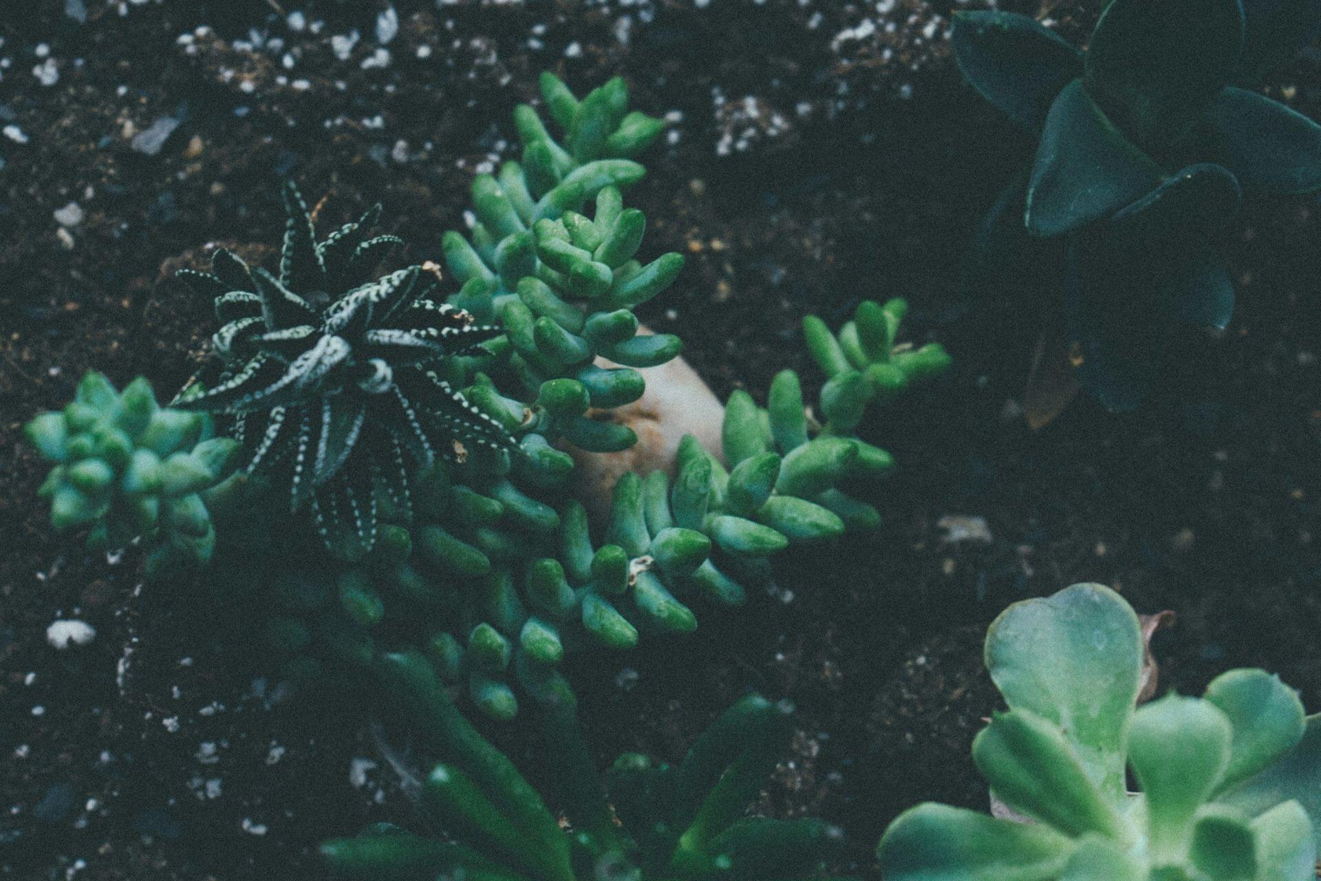 Creating Healthy Soil Ecosystems: Practical Soil Health Tips for Landscaping Professionals