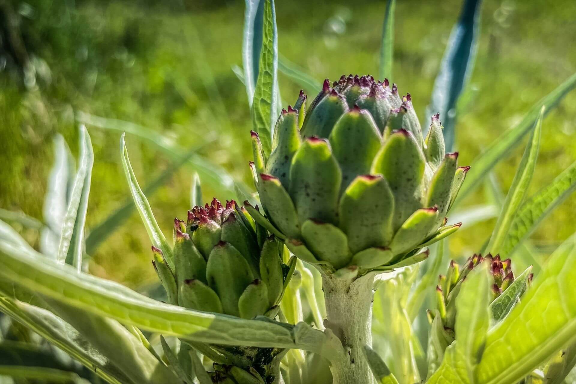 Edible Landscaping: Designing Gardens That Feed and Inspire