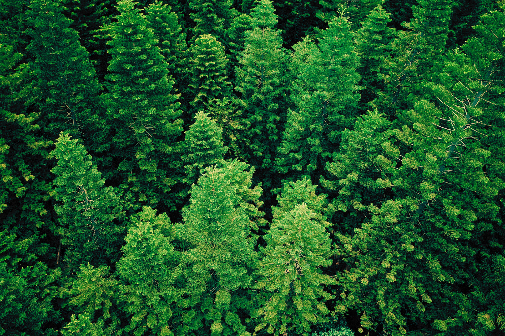 How AI Helps Us Talk to Plants and Trees: AI in Horticulture