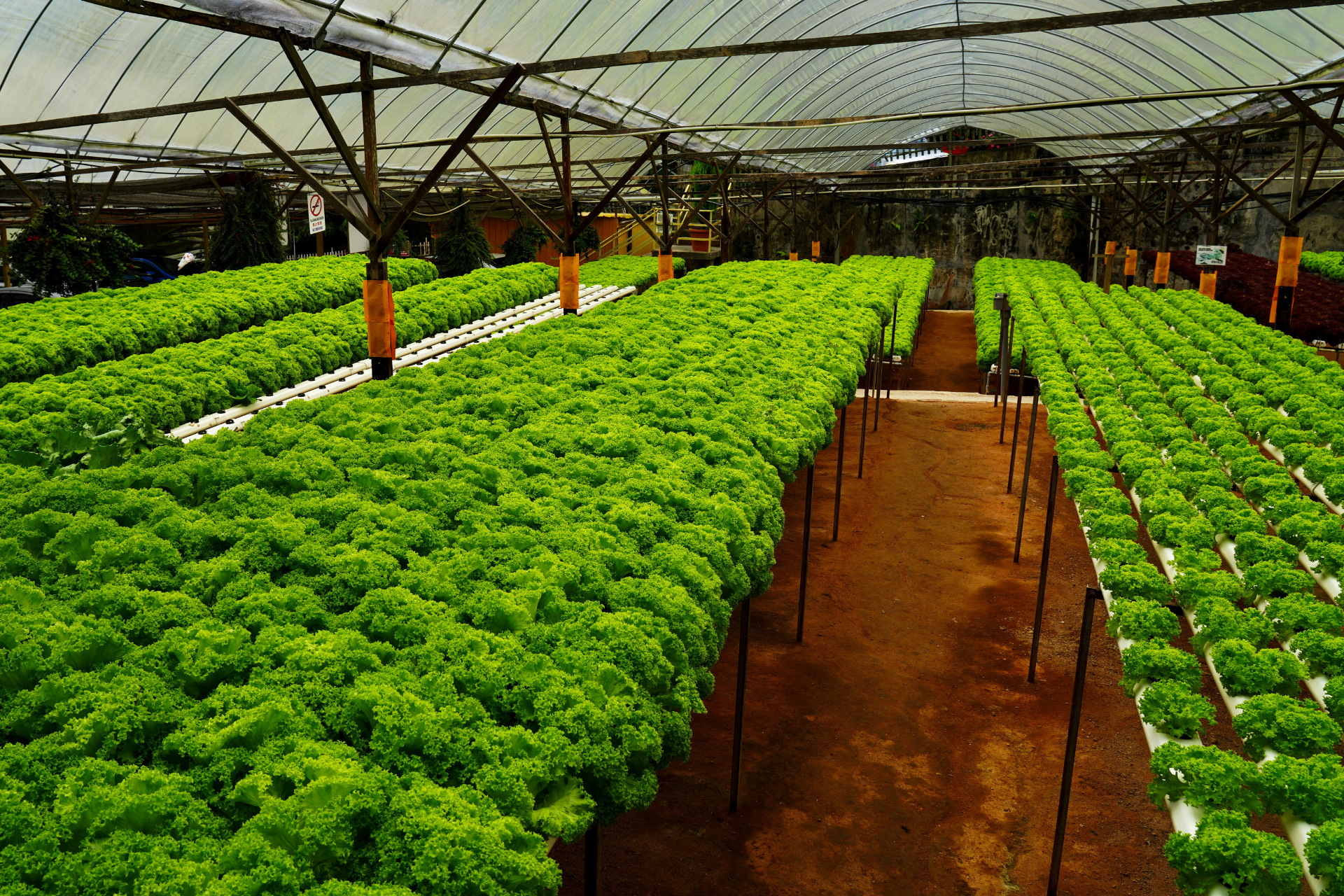 The Rapid Rise of AI and IoT in Hydroponic Farming