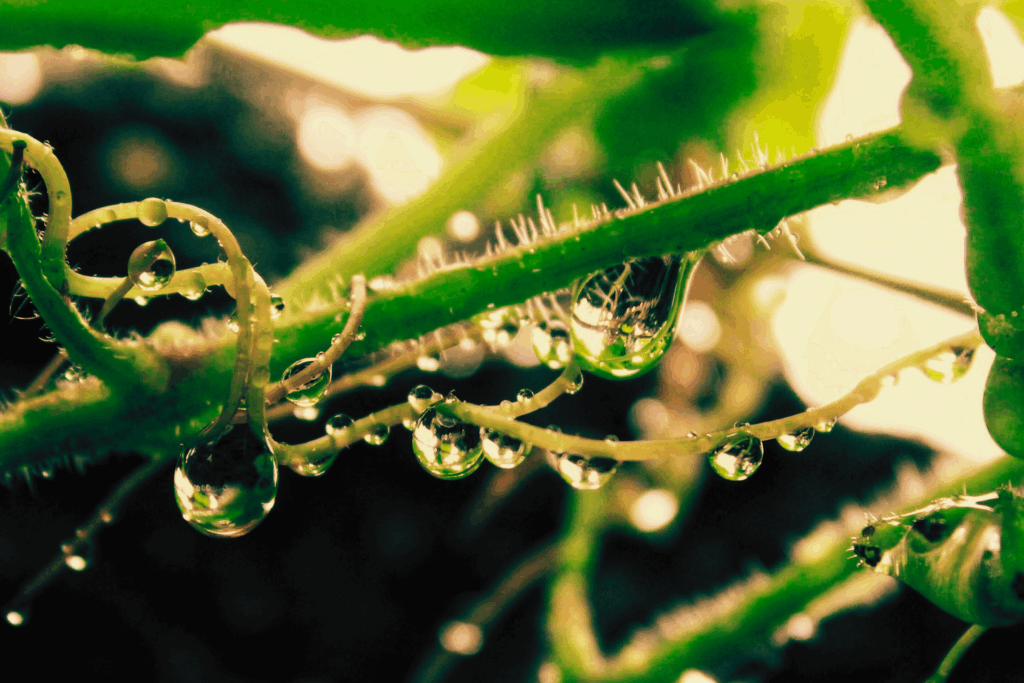 A close up of a stem with water droplets on it.