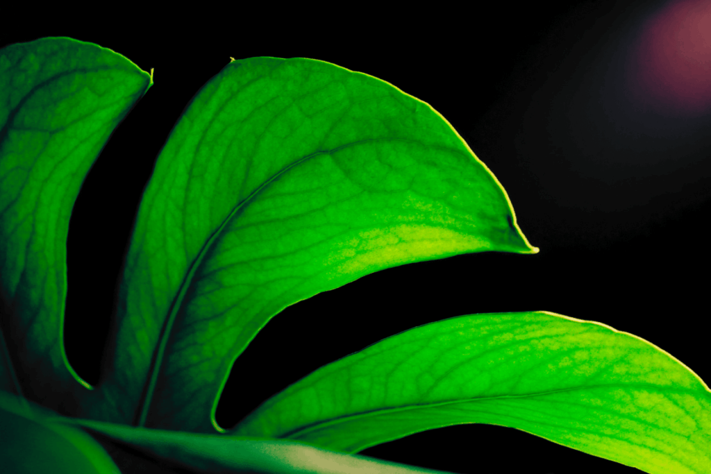 A close up of a leaf with led lighting the rim and background.