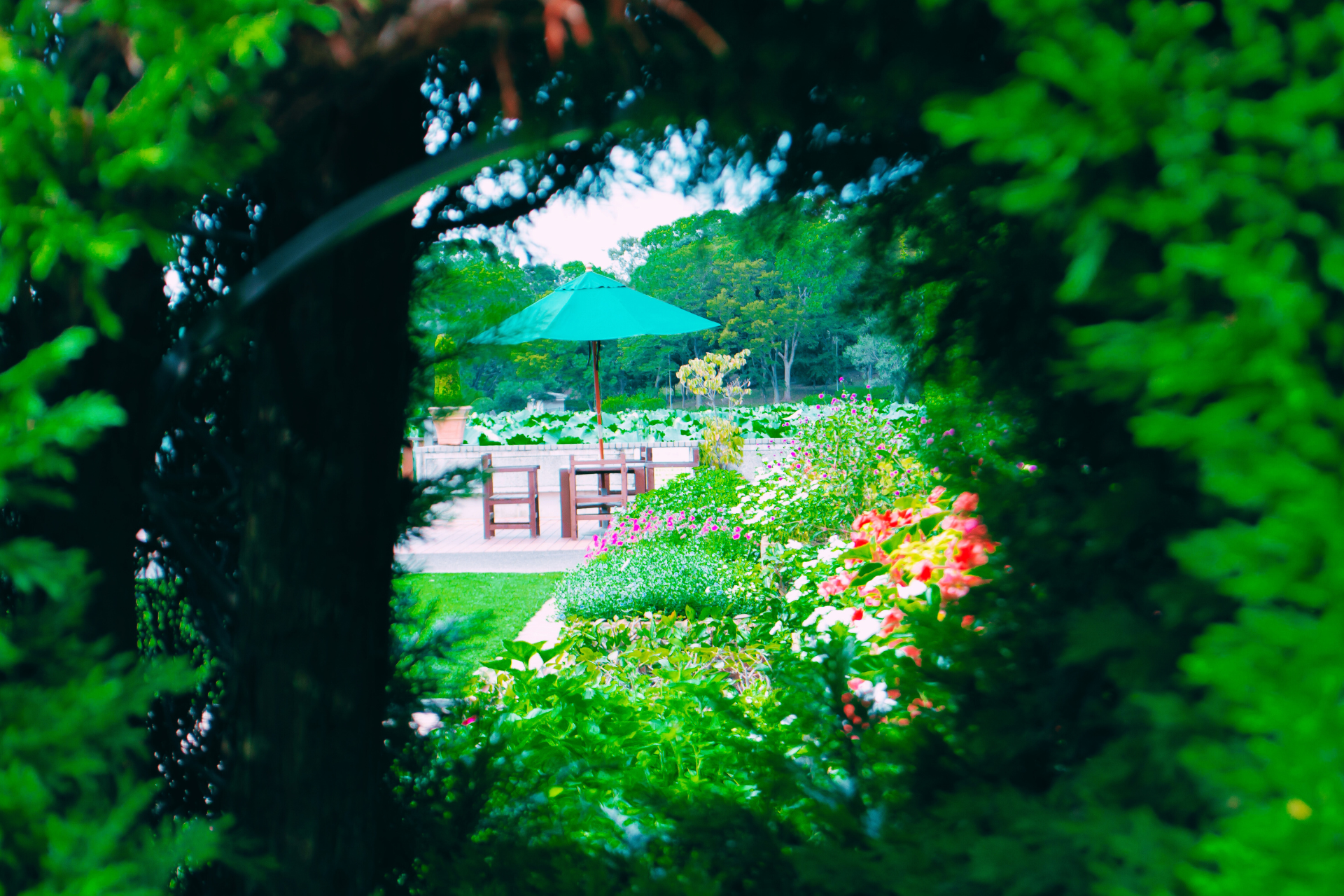 Landscaping Mistakes to Avoid: Homeowner’s Costly Lesson