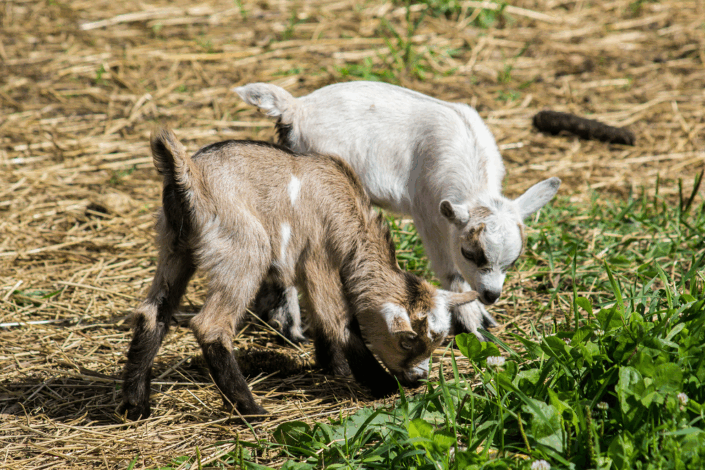 Goatscaping